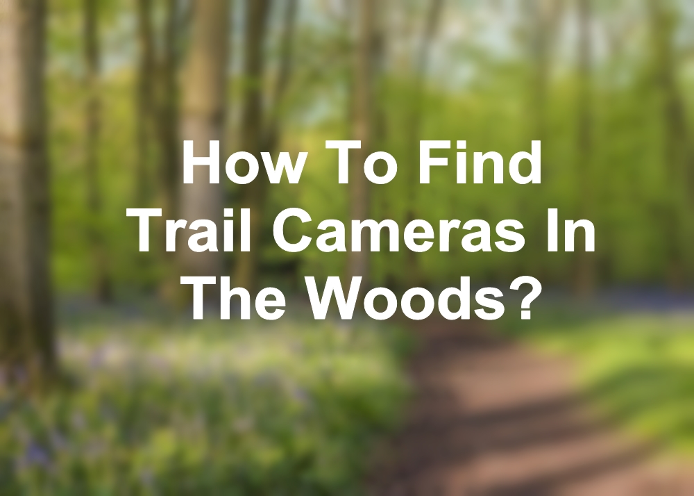 How To Find Trail Cameras In The Woods